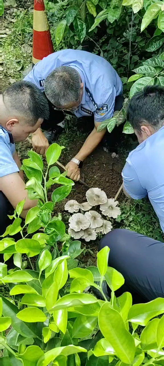 立盟策略 云南一派出所草坪连续36年长鸡枞：比老民警警龄还长，大自然的馈赠没有停过